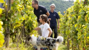 The Legacy and Revival of Paul Jaboulet Aîné: A Premier Rhône Valley Winery