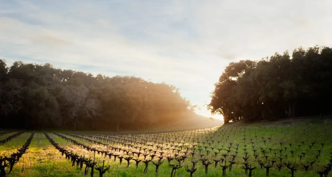 Hotel Tech-in: The Platform Personally Pairing Wine for Guests in Napa Valley