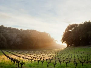 Hotel Tech-in: The Platform Personally Pairing Wine for Guests in Napa Valley